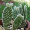 Opuntia microdasys